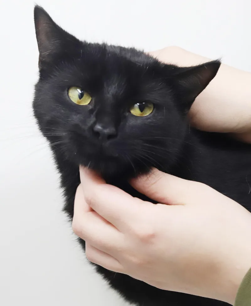 Preciosa Is Well... Precious! thumbnail 3