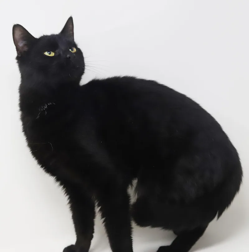 Preciosa Is Well... Precious! thumbnail 4