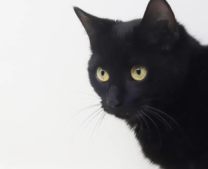 Preciosa Is Well... Precious! thumbnail 5