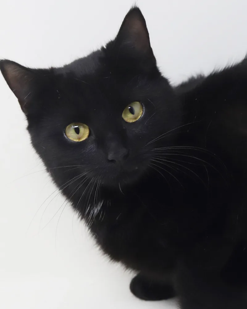 Preciosa Is Well... Precious! thumbnail 6