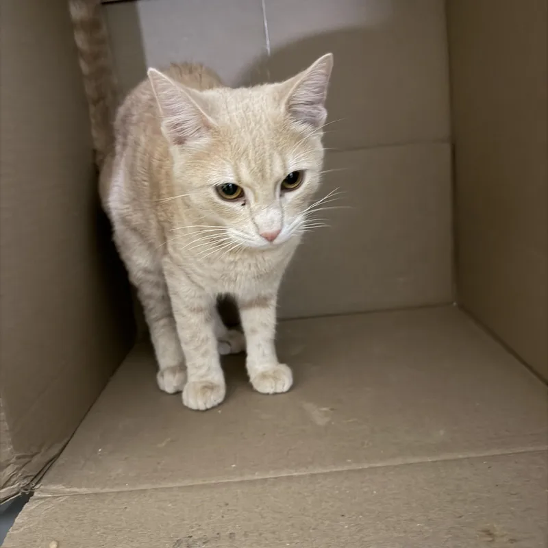 A young large-sized male Domestic Short Hair cat named Chili Pepper for adoption in Tucson, AZ