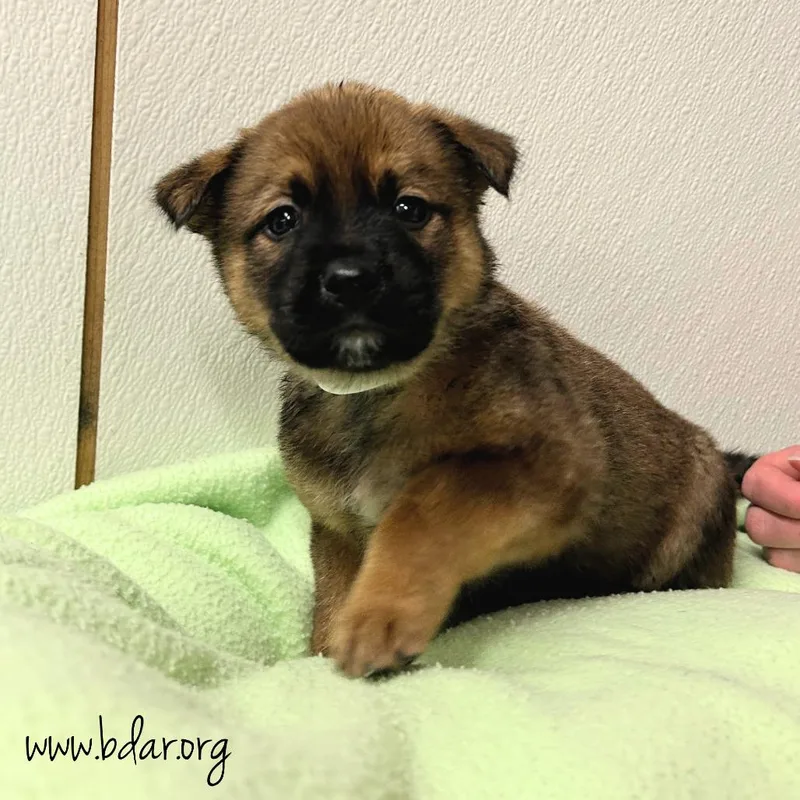 A baby medium-sized female Black Mixed Breed dog named Zori for adoption in Cheyenne, WY