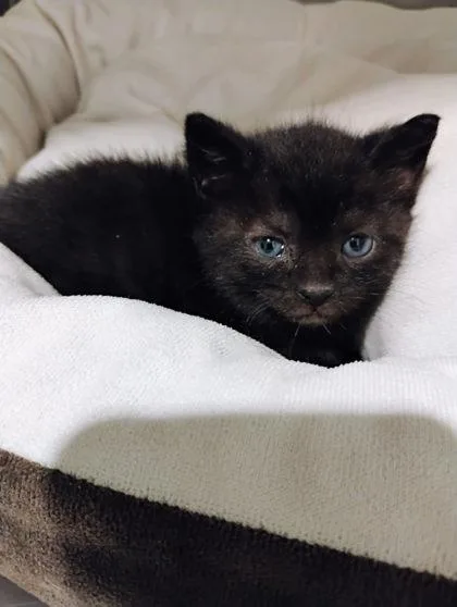 A baby small-sized male Domestic Short Hair cat named Fish for adoption in Port Saint Joe, FL