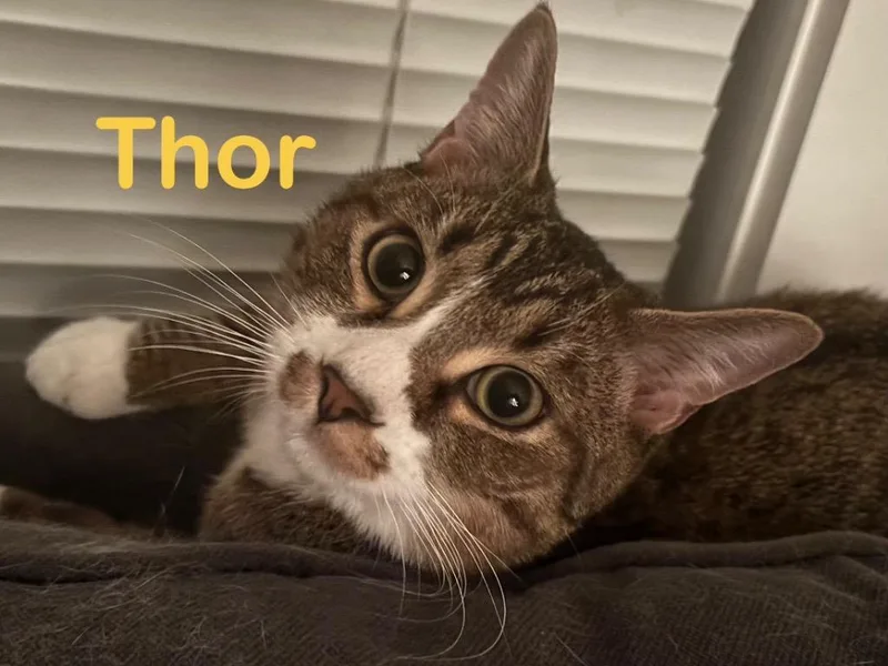 Thor Cat