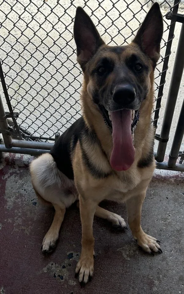 An adult large-sized female German Shepherd Dog dog named Xeda for adoption in Salisbury, MD