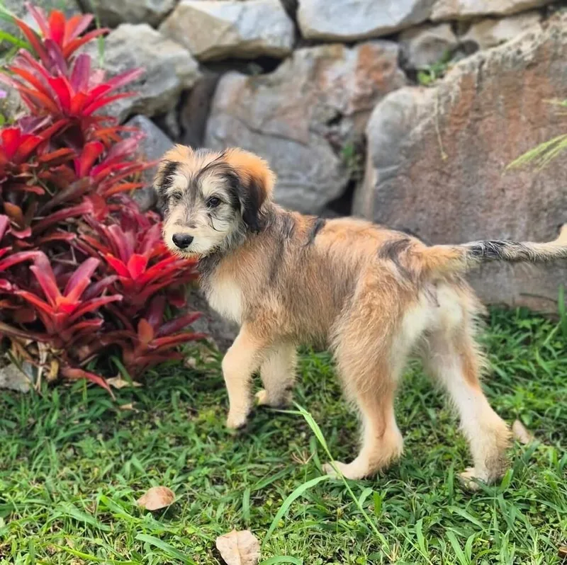 A baby small-sized male Mixed Breed dog named Matias for adoption in North Reading, MA