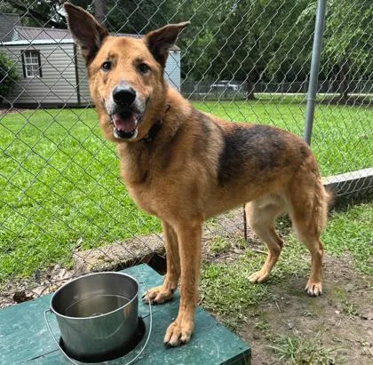 A senior large-sized male German Shepherd Dog dog named Groot for adoption in Covington, LA