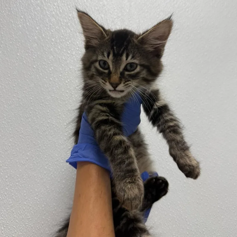 A baby small-sized male Brown / Chocolate Domestic Medium Hair cat named Fluffy Tabby for adoption in Sunnyvale, CA