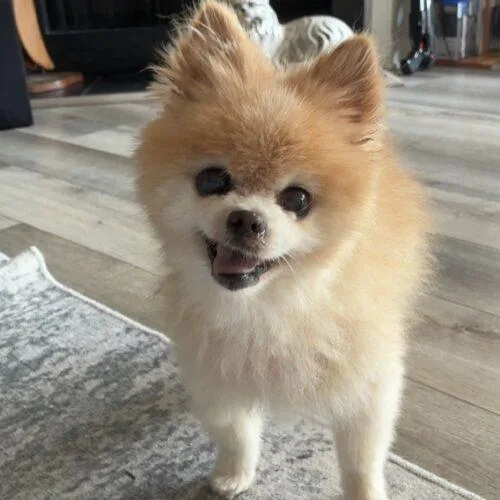 Teddy