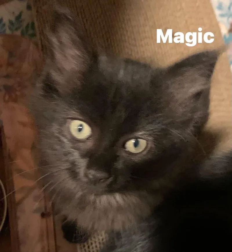 A baby medium-sized male Domestic Long Hair cat named Magic for adoption in Turnersville, NJ