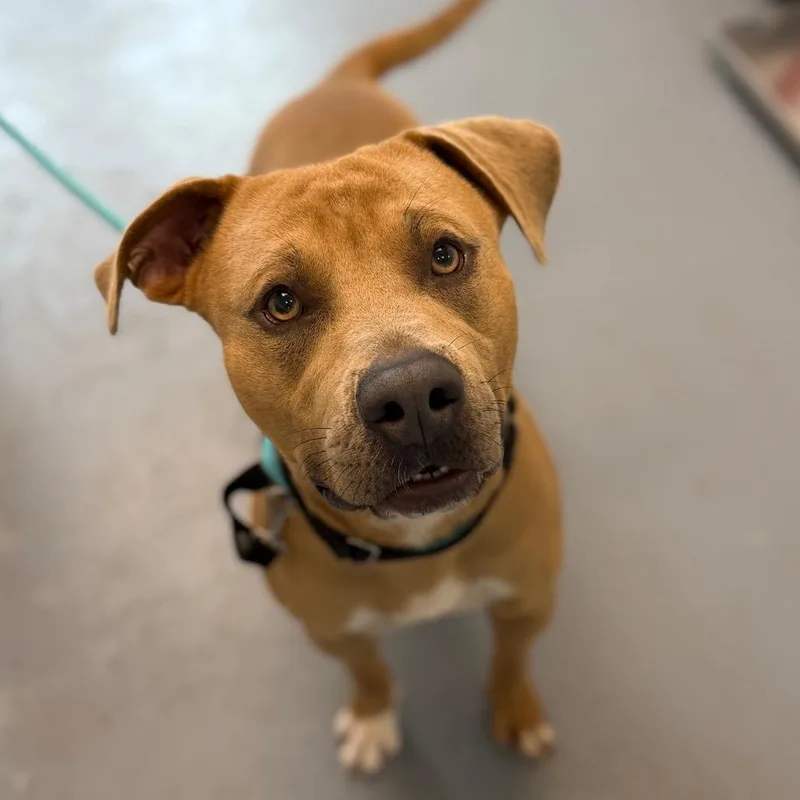 An adult medium-sized male Yellow / Tan / Blond / Fawn Mixed Breed dog named Igor for adoption in Sarasota, FL