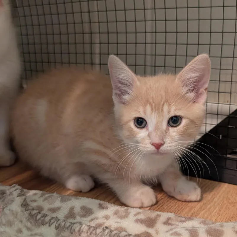 A baby small-sized male Buff / Tan / Fawn Domestic Short Hair cat named Caramel Drizzle for adoption in Boerne, TX
