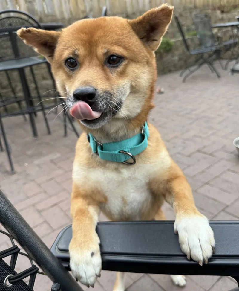 An adult medium-sized male Shiba Inu dog named Groovy for adoption in Brooklyn Center, MN