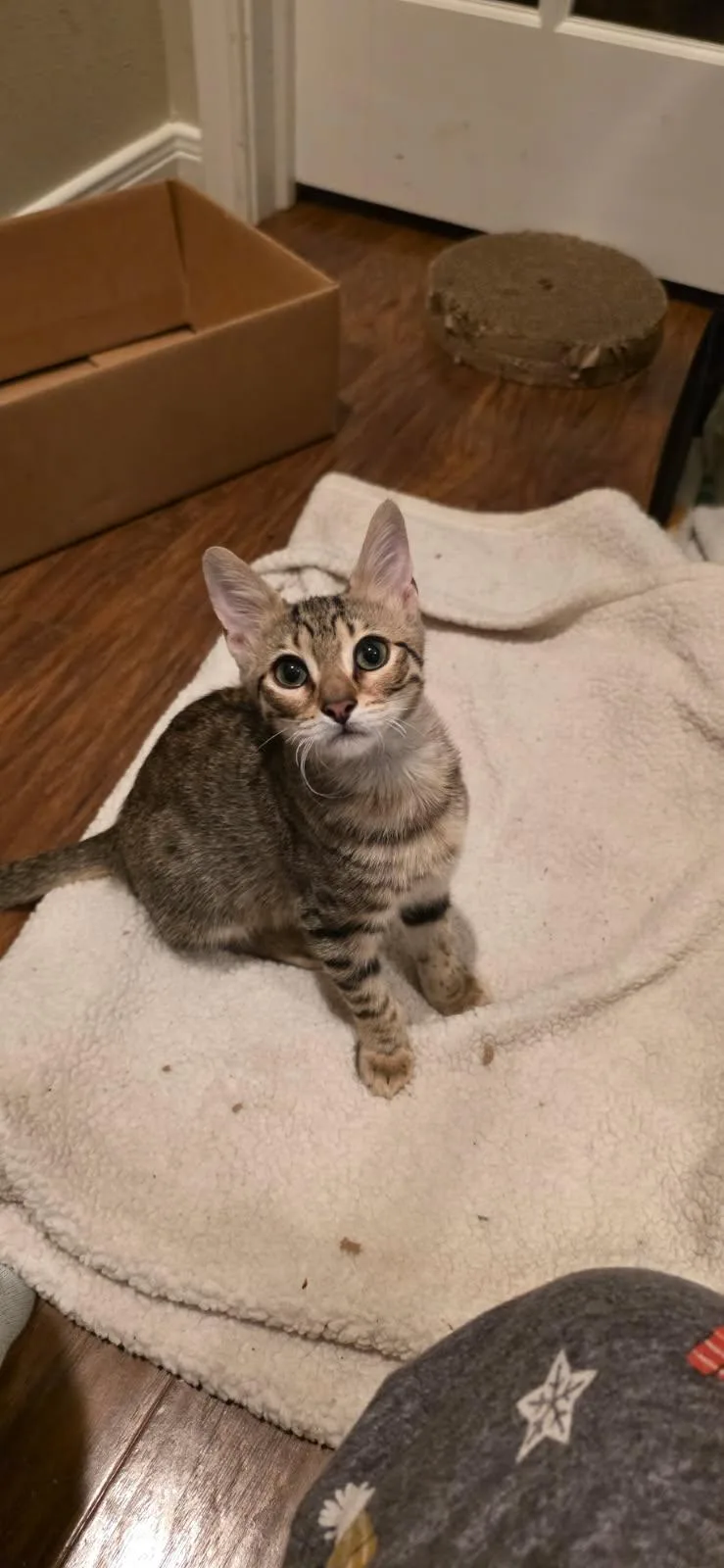 A baby medium-sized male Tabby (Buff / Tan / Fawn) Domestic Short Hair cat named Bug for adoption in Magnolia, TX