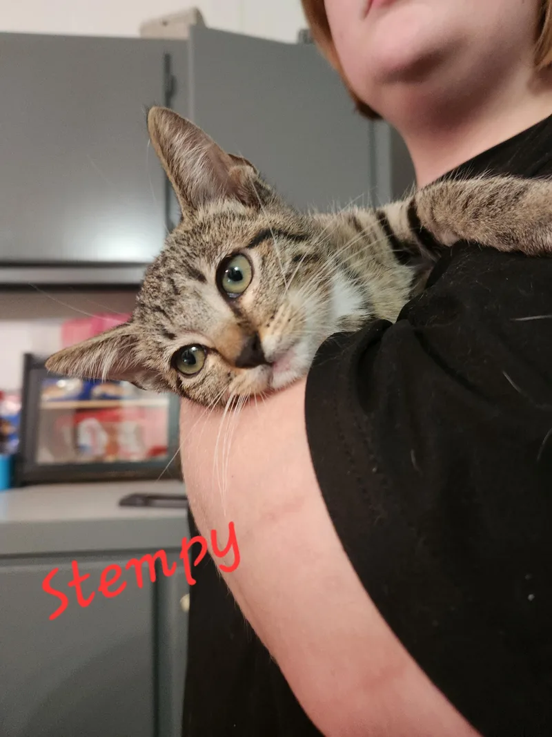 A young medium-sized male Tabby (Brown / Chocolate) Domestic Short Hair cat named Stempy for adoption in Mount Pleasant, TX