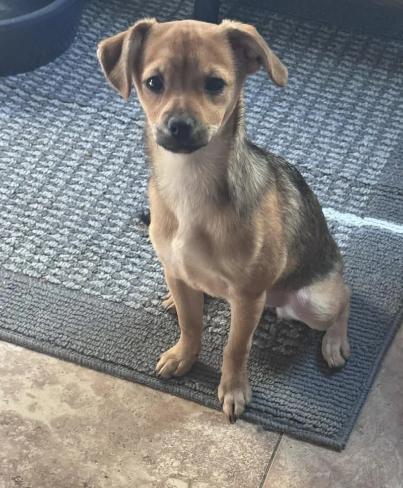 A baby small-sized female Yellow / Tan / Blond / Fawn Chihuahua dog named Wanda for adoption in San Tan Valley, AZ
