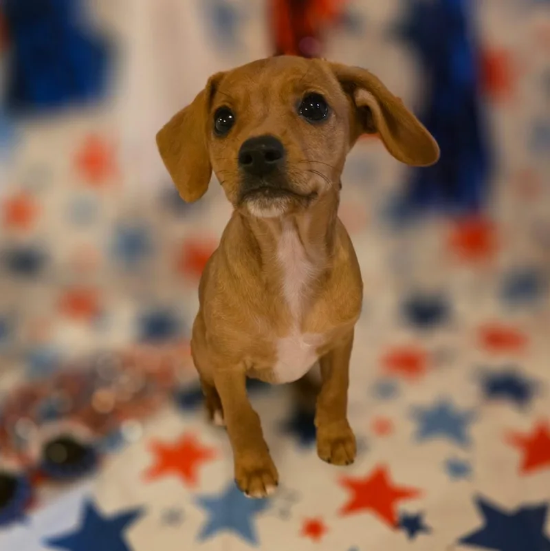 A baby small-sized female Jack Russell Terrier dog named Shiva for adoption in Richmond, VA
