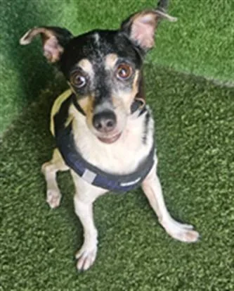 A senior small-sized male Chihuahua dog named Lio for adoption in Lancaster, CA