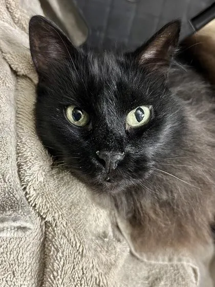 A senior medium-sized female Black Domestic Short Hair cat named Cricket for adoption in Wichita, KS