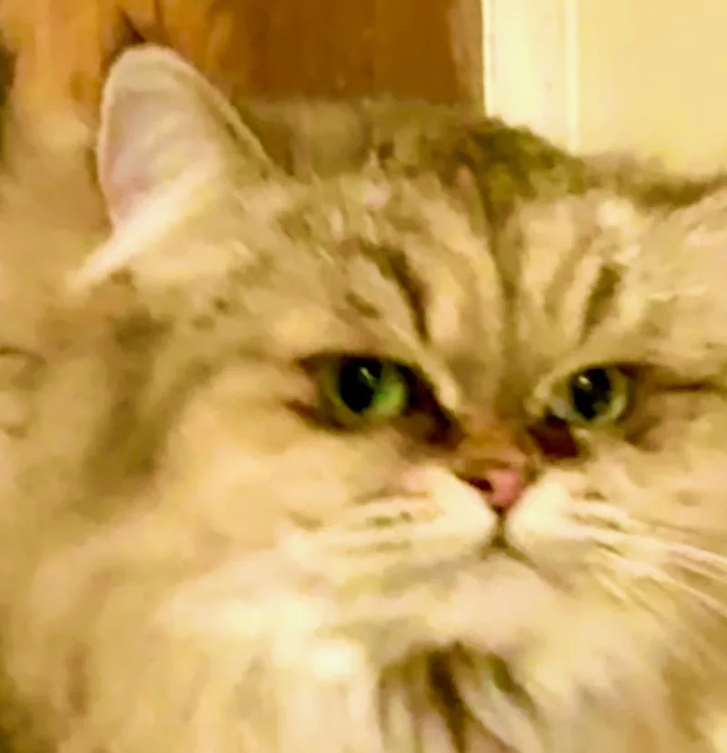 A young medium-sized female Persian cat named Mother Goose for adoption in Davis, CA