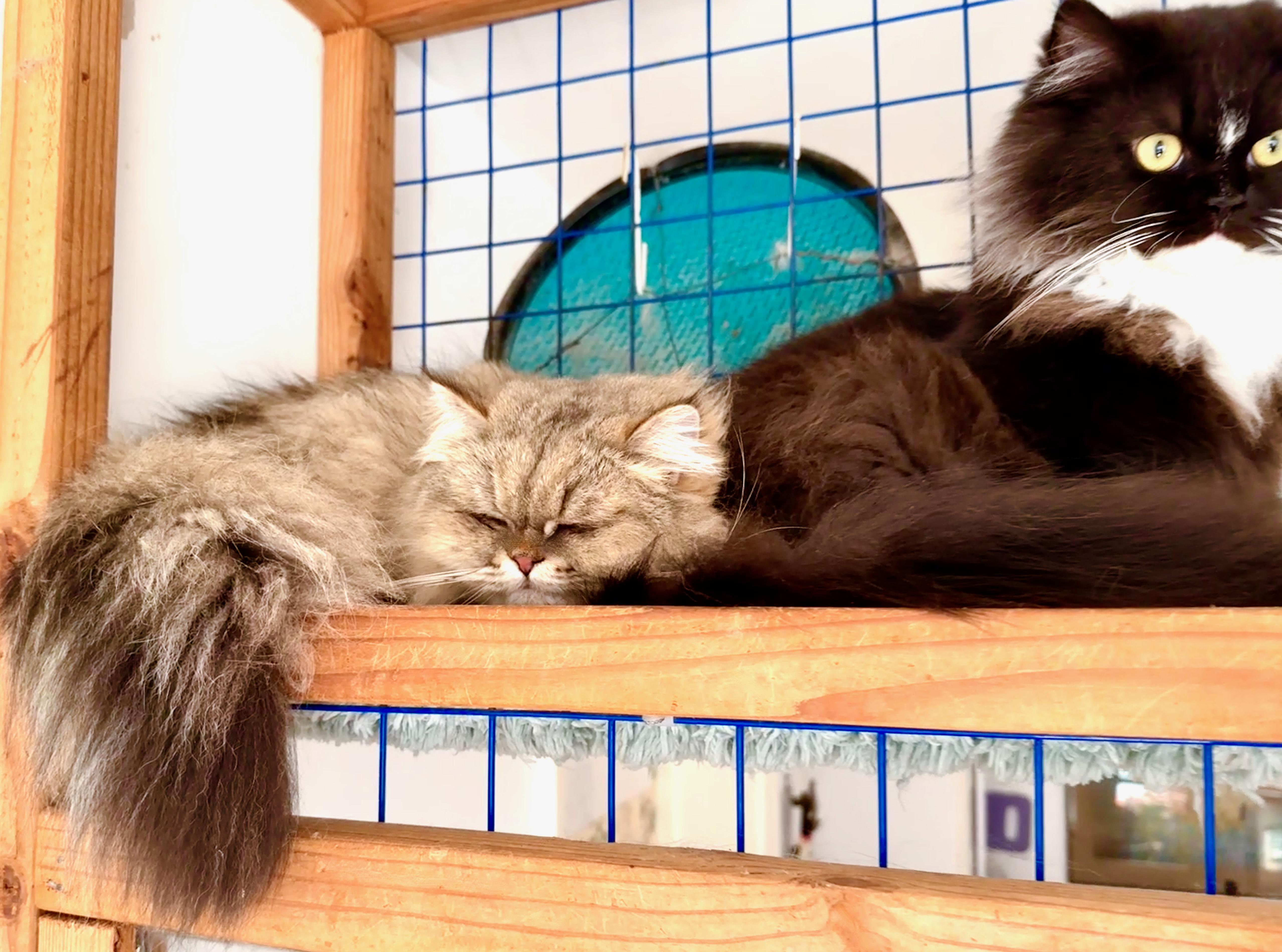 Mother Goose thumbnail 3