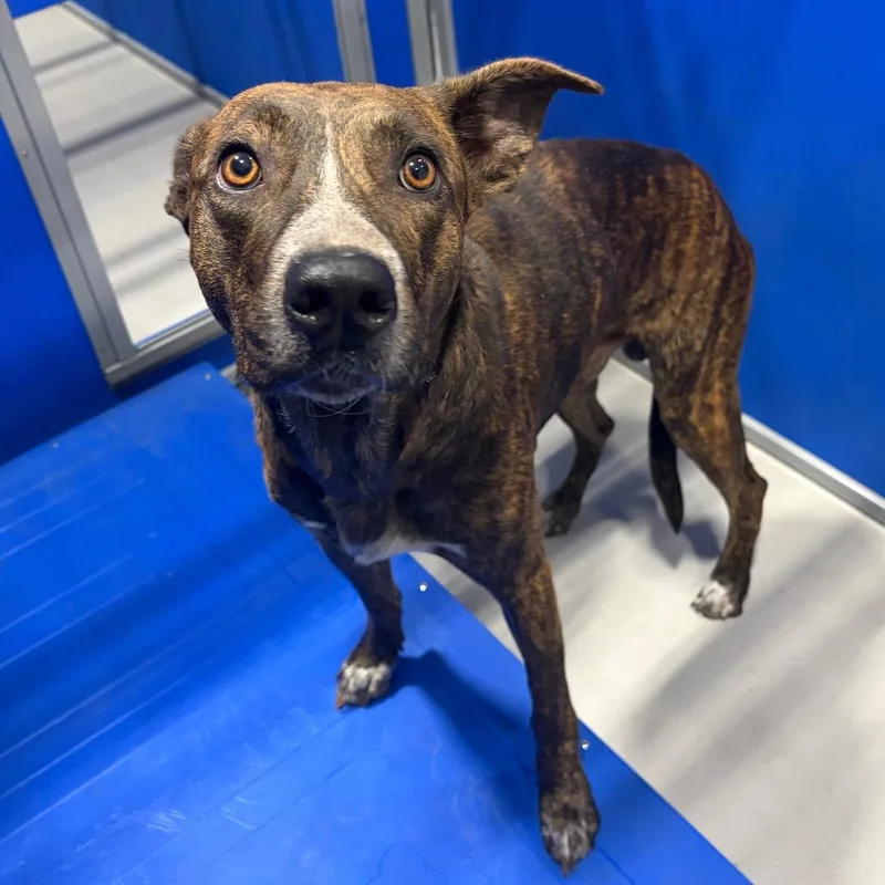 An adult medium-sized male Brindle Mixed Breed dog named Roper KCAC for adoption in Kerrville, TX