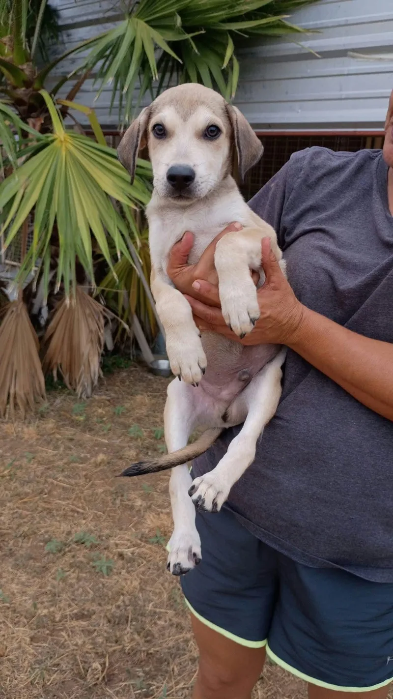 A baby medium-sized male Brown / Chocolate Beagle dog named Hootie for adoption in Paramus, NJ