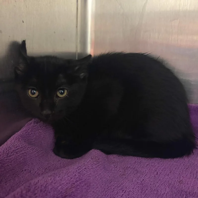 A baby small-sized female Black Domestic Short Hair cat named Oak for adoption in Waukesha, WI