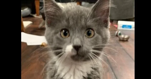 A baby small-sized male Gray & White Domestic Short Hair cat named Bryan for adoption in Anoka, MN