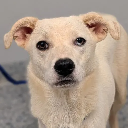 A young medium-sized female White / Cream Mixed Breed dog named Paisly for adoption in Greenville, SC