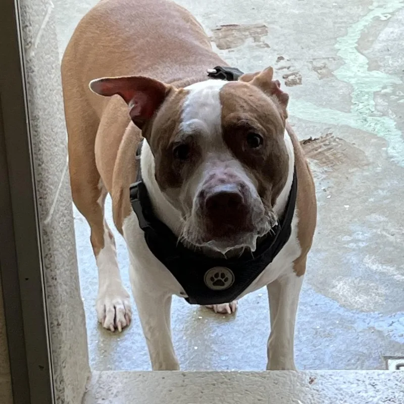 A senior medium-sized female Brown / Chocolate Pit Bull Terrier dog named Rose for adoption in Harrisonburg, VA
