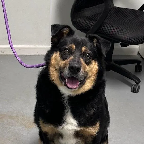 An adult large-sized male Black Mixed Breed dog named Roscoe for adoption in Troy, IL