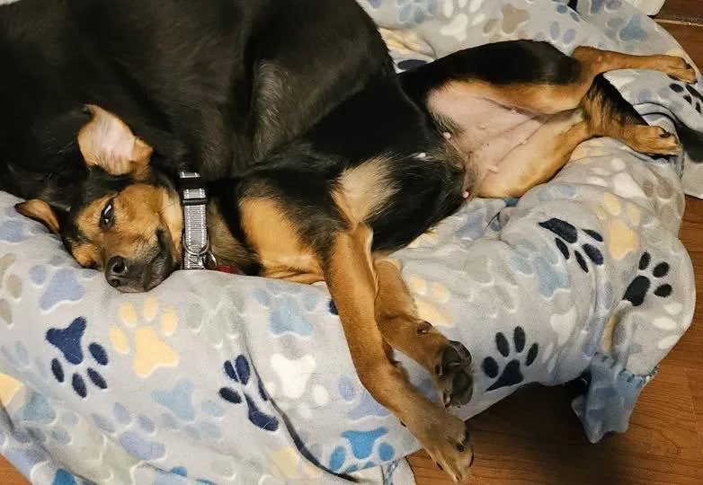 An adult medium-sized female Chihuahua dog named Brianna for adoption in Nashville, TN