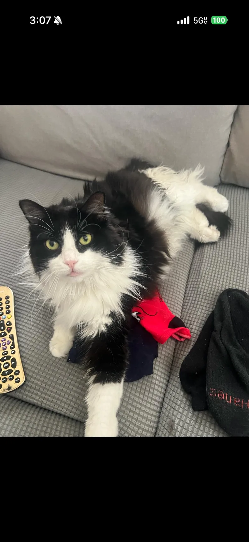An adult medium-sized female Maine Coon cat named Lili Bonded With Paco for adoption in Phoenix, AZ