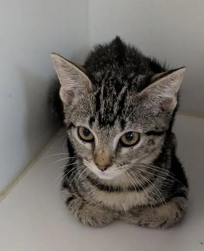 A baby small-sized female Domestic Short Hair cat named Zephyr for adoption in Divide, CO
