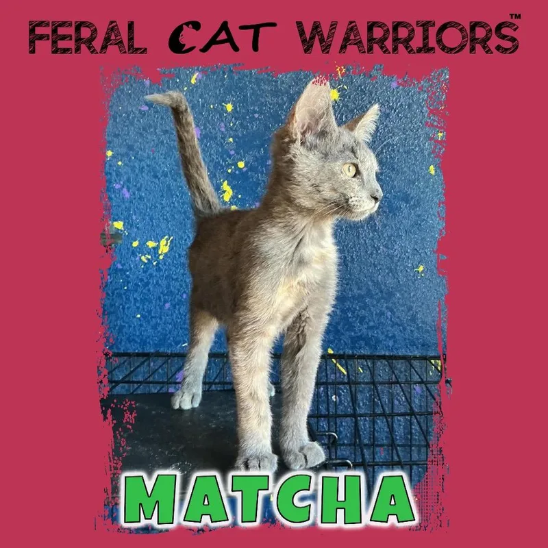 A baby small-sized female Gray / Blue / Silver Domestic Short Hair cat named Matcha for adoption in Kingman, AZ