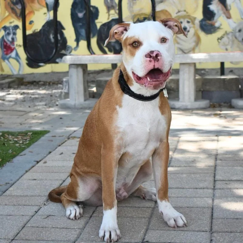 A young medium-sized male Pit Bull Terrier dog named Odie for adoption in Saint Petersburg, FL