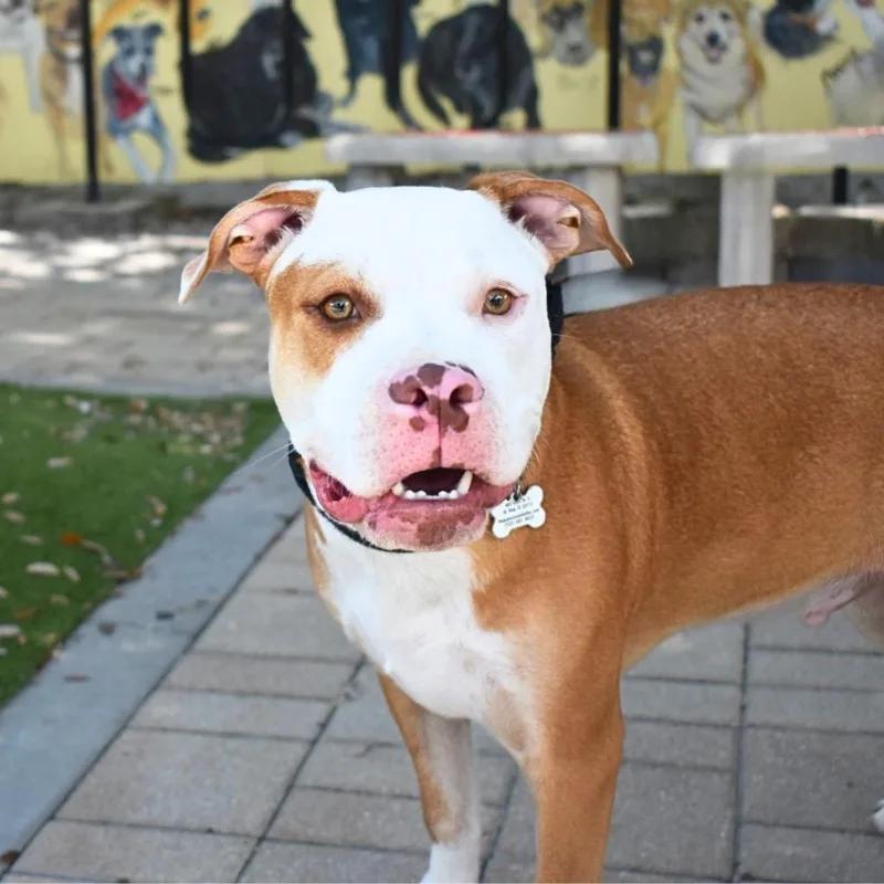 Odie thumbnail 3