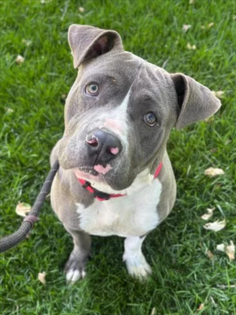 A young large-sized male Pit Bull Terrier dog named Gravity for adoption in Woodland, CA