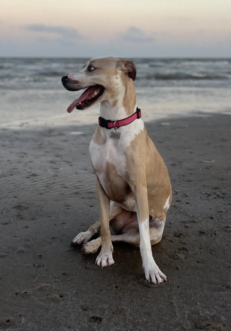An adult large-sized female White / Cream American Staffordshire Terrier dog named Betsy Rose for adoption in Tomball, TX
