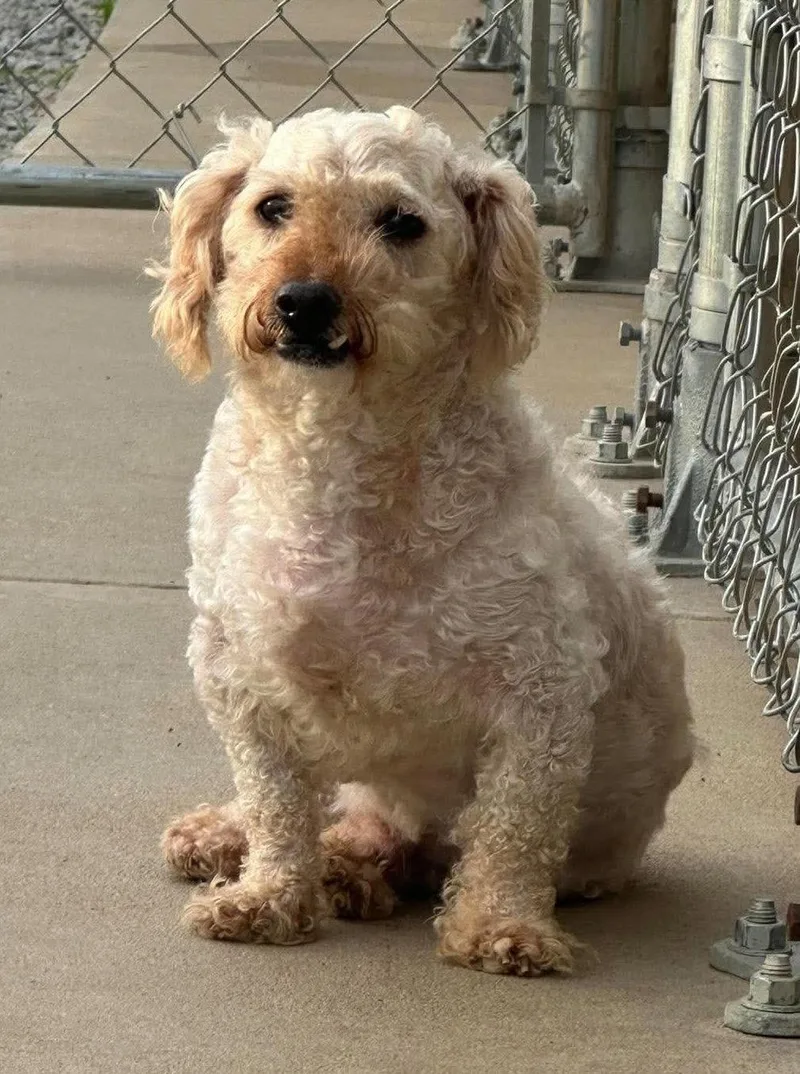 An adult small-sized male Poodle dog named Sam for adoption in Steeleville, IL
