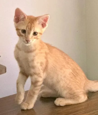 A baby small-sized male Domestic Short Hair cat named Joey for adoption in Chamblee, GA