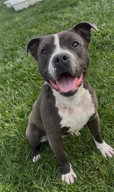 A young medium-sized male American Staffordshire Terrier dog named Stix for adoption in Rosenberg, TX
