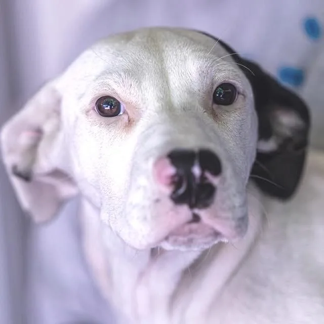 A baby medium-sized female White / Cream Mixed Breed dog named Bedazzle for adoption in Decatur, GA