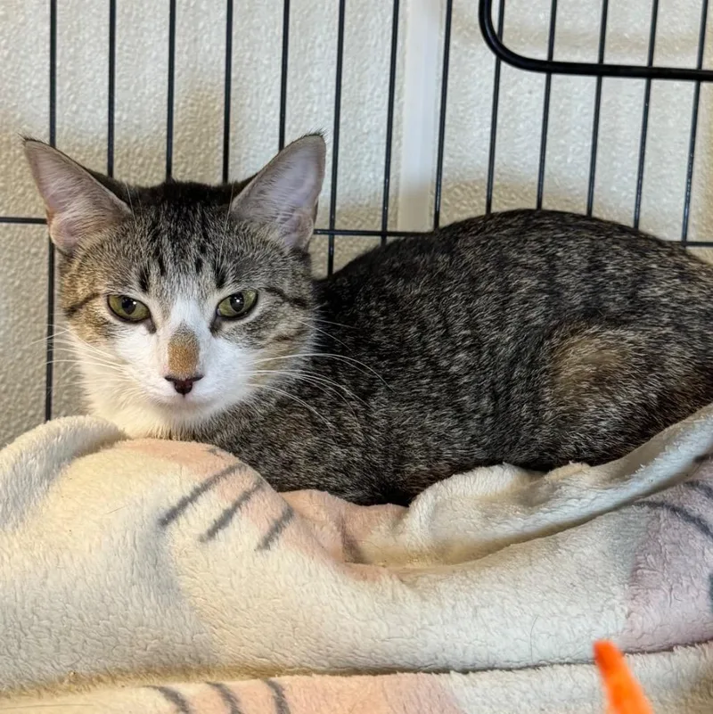 A young medium-sized female Domestic Short Hair cat named Mocha for adoption in Saginaw, MI