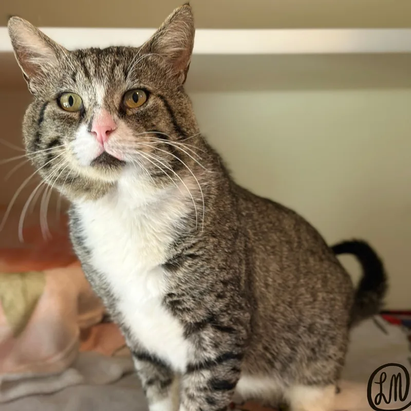An adult large-sized male Tabby (Brown / Chocolate) Domestic Short Hair cat named Junior for adoption in Victor, NY