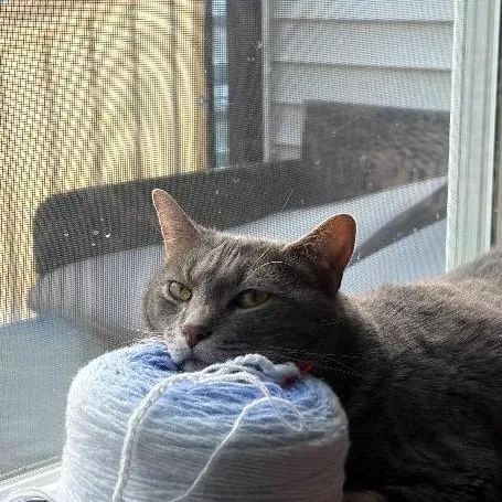 An adult large-sized male Domestic Short Hair cat named Commander Cucumber for adoption in Cincinnati, OH