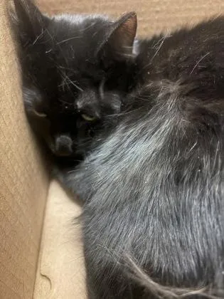 An adult medium-sized male Domestic Short Hair cat named Salty for adoption in Wichita, KS