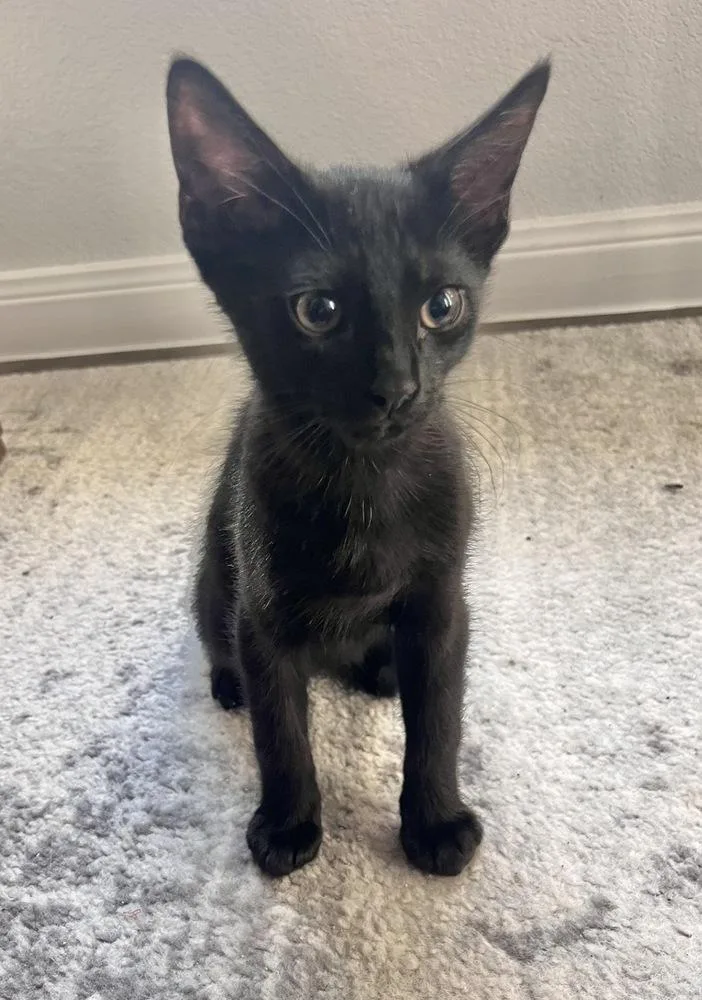 A baby small-sized male Black Domestic Short Hair cat named Sirius Black for adoption in Dallas, TX