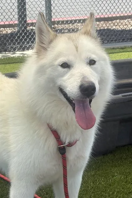 A young large-sized female Husky dog named Thelma for adoption in Auburn, CA